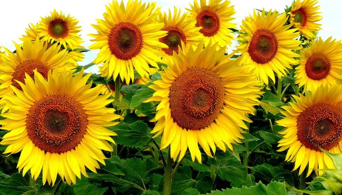 Sunflower 4S and 6S Sunflower
